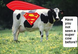 supercow in a pasture